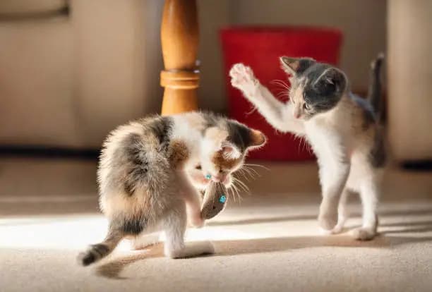 How to Introduce Kittens to Each Other