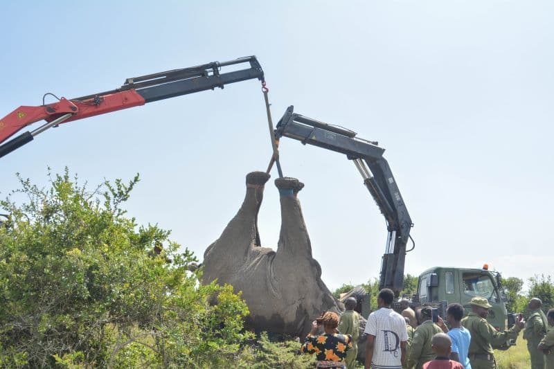 KWS Translocates Heaviest Elephant Recorded in Kenya’s History