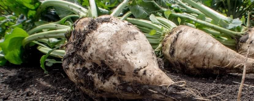 Tropical sugarbeet: New crop opportunity for all counties
