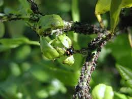 How farmers can control aphids sucking their crops using organic means