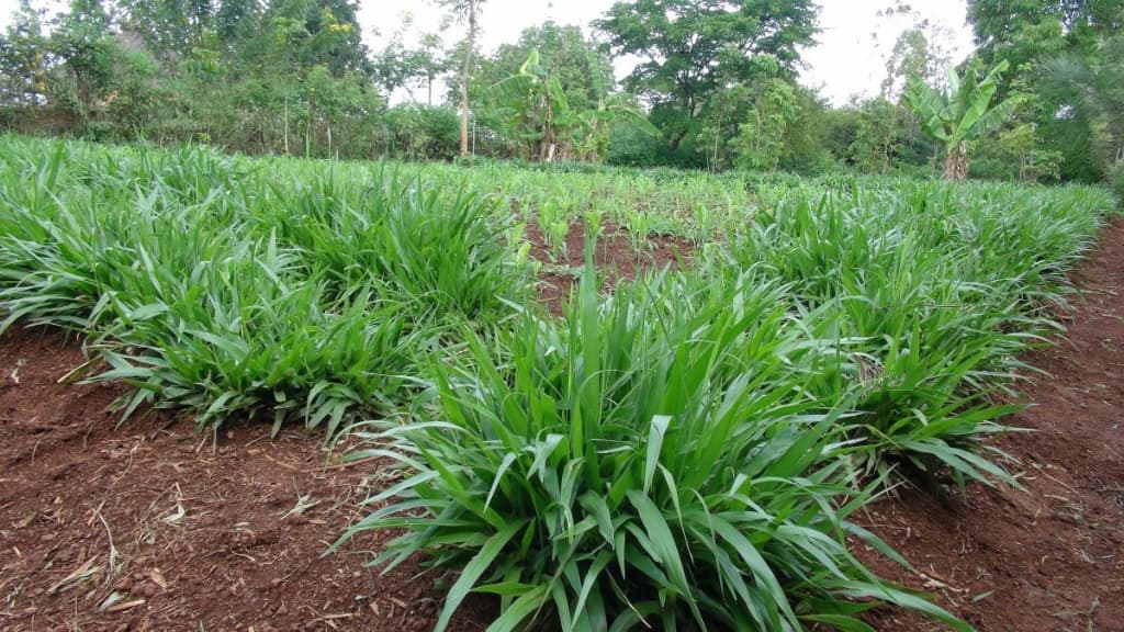 Intercropping Napier and desmodium raises milk output