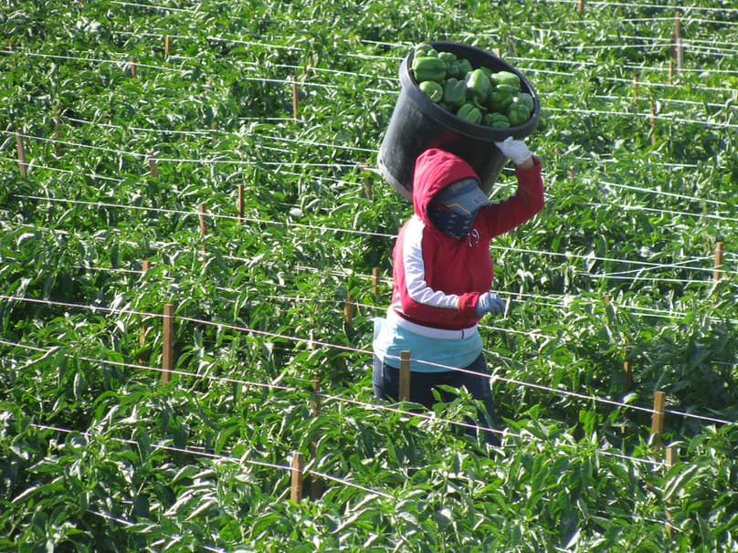 Lavender intercropping delivers FCM protection for blighted capsicum farmers