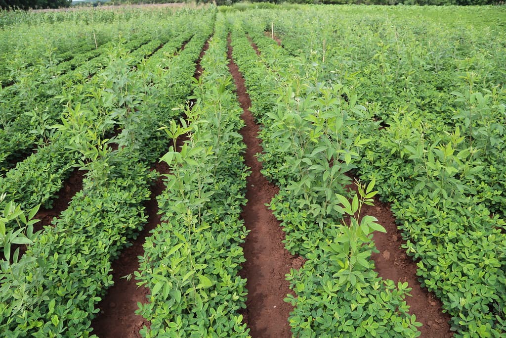 Legumes improve crop yield by 43% in Africa, scientists prove