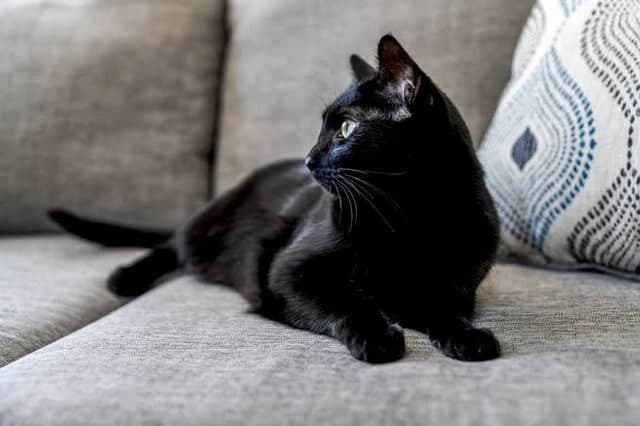 The Singlehood Series: His Cat Ruined Our Relationship