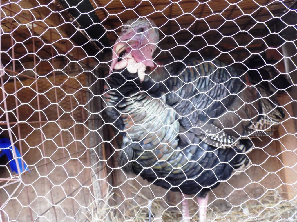 Turkeys earn thrice chicken income in six months