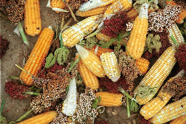 Government’s maize flour blending policy to reduce shortage and promote sorghum, millet and cassava farming