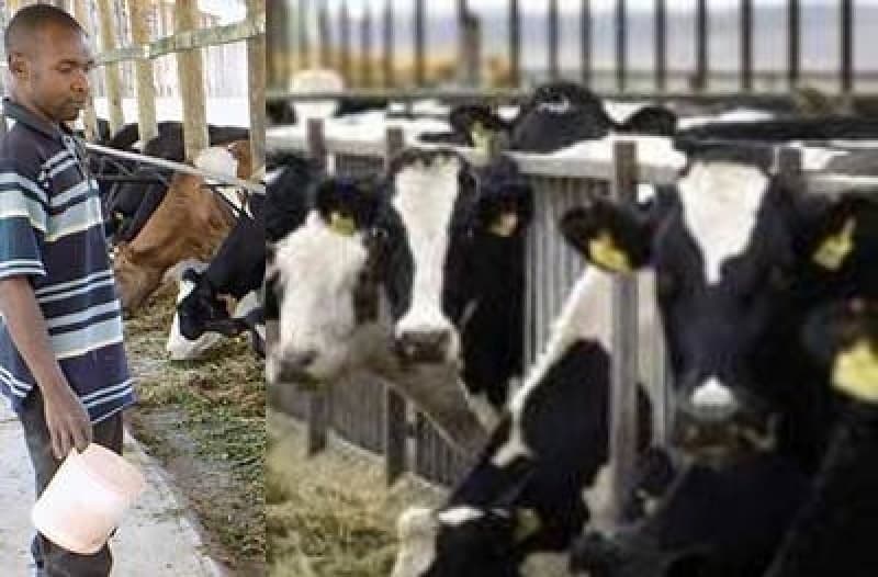 High-value forage helping dairy farmers cut feed costs by 60 percent