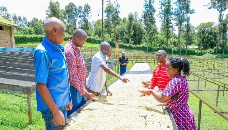 Kirinyaga coffee payout hits historic Sh7.4 billion