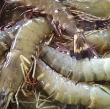 Government set to promote prawn farming, boost farmers income