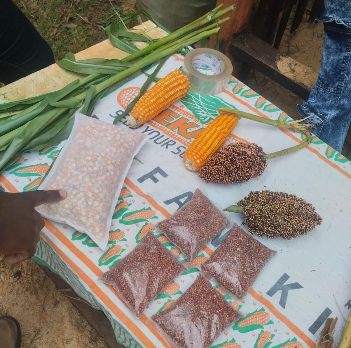 Eldoret farmer turns maize and stalks into perfect, low-cost dairy feed, with fermentation