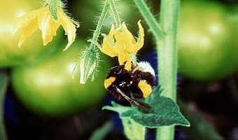 Bio bees triple yields in greenhouses