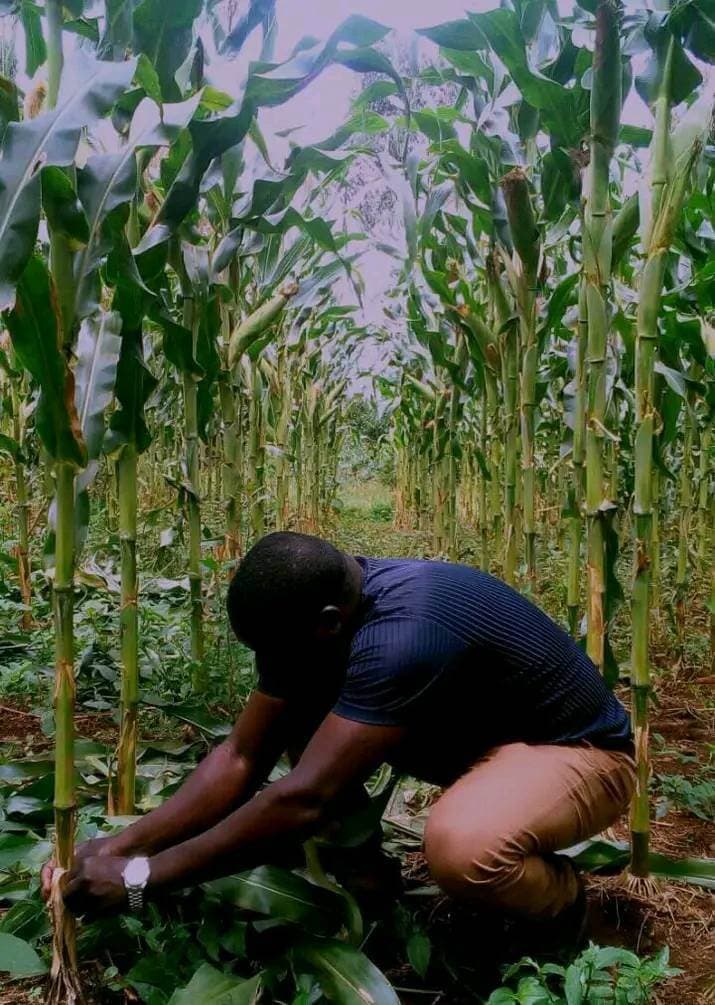 Charcoal dust improves farmer yields, saves cost & bolsters soils