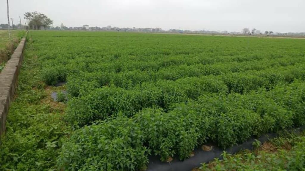 World’s top stevia buyer braves it back to Kenya, after crash with novel crop
