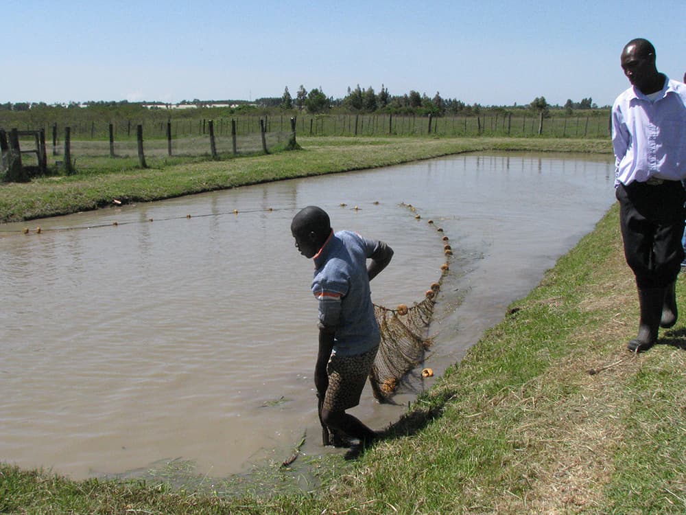 Government launches programme in colleges to increase tilapia production