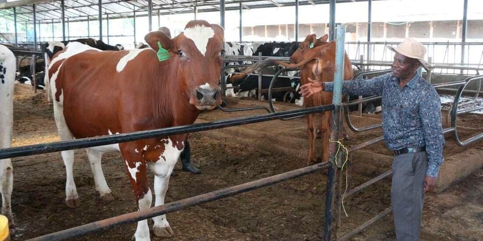 Inside Nakuru dairy farm that collects over 750 litres of milk every day