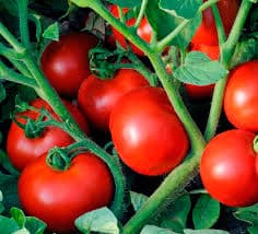 Amiran launches tomato variety resistant to bacterial wilt