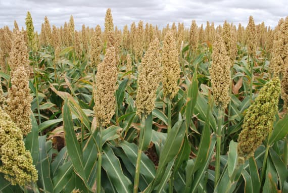 Kenya Breweries now targets the youth with sorghum farming