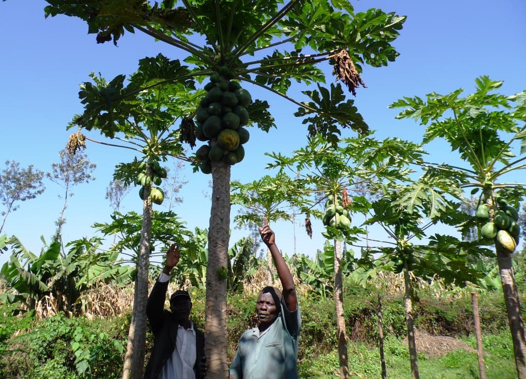 Irrigation keeps pawpaws producing