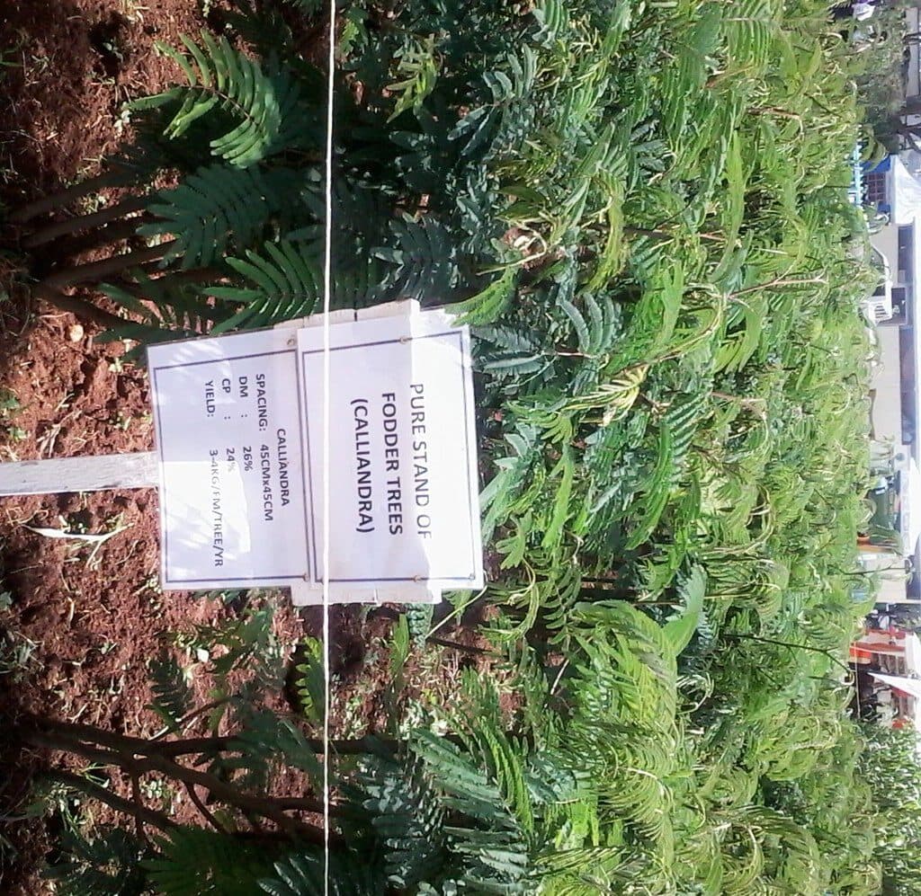 Shrub feeds can increase livestock nutrition by 60 per cent