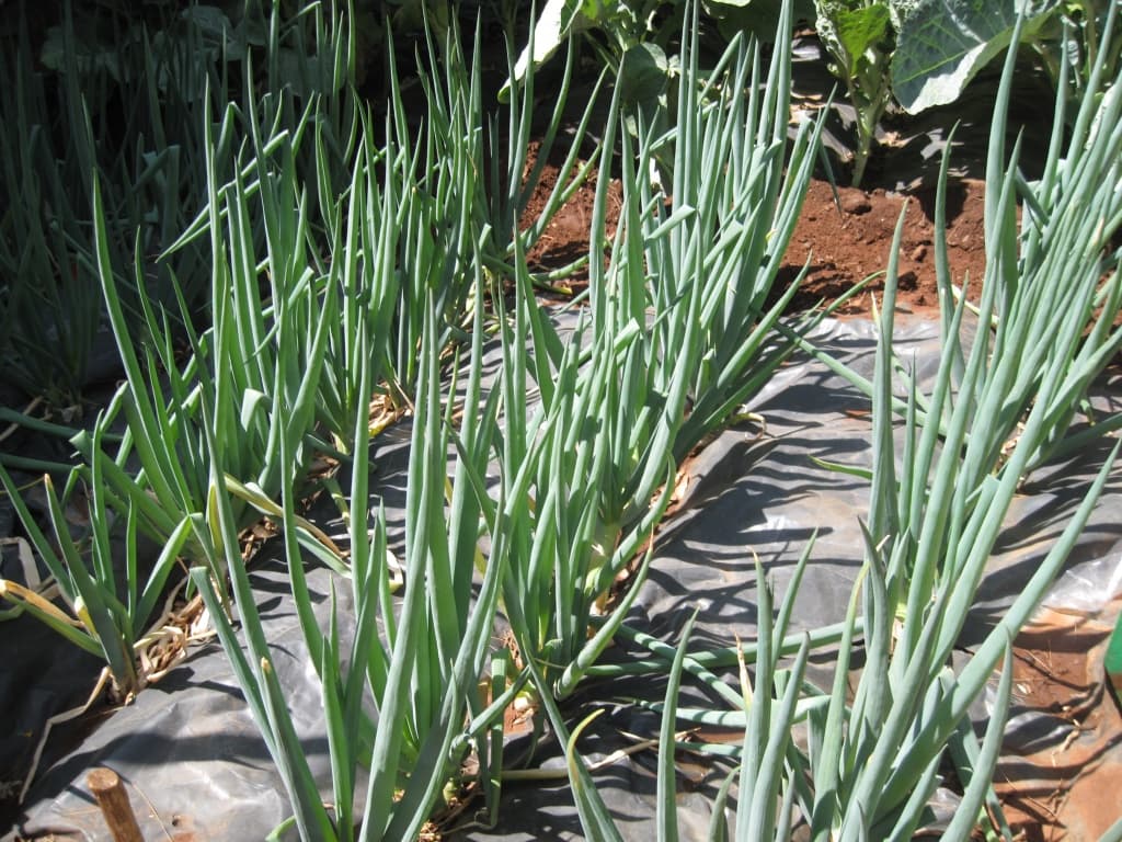 Facts on spring onion farming