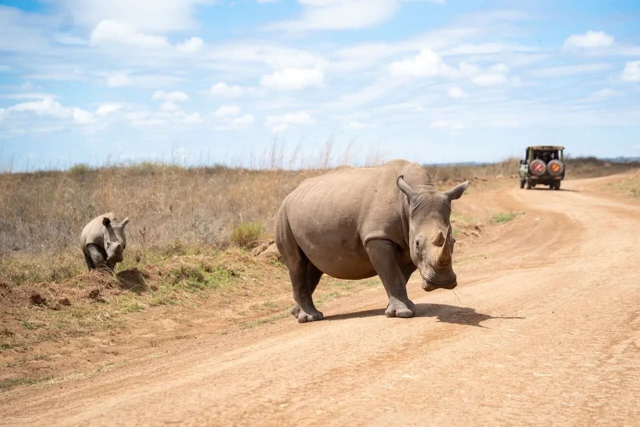 KWS turns to live broadcasts to woo domestic, international wildlife lovers