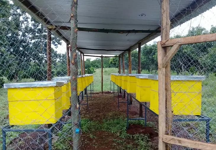 Savannah Honey launches beekeeping drive, contracting 7,000 farmers across Kenya