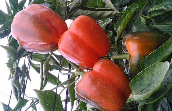 Simlaw Seeds new capsicum variety doubles yields