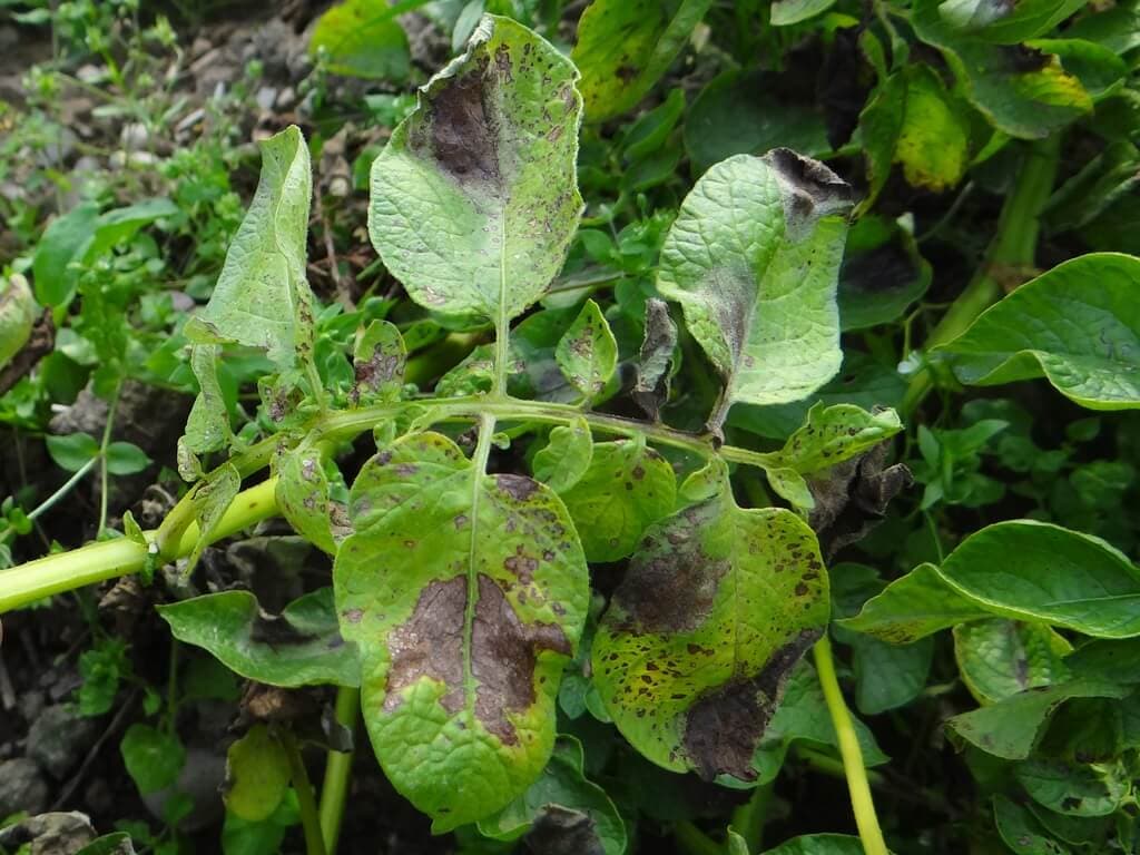 Kenya’s potato late blight resistance ticking time bomb for Sh50B agri-sector