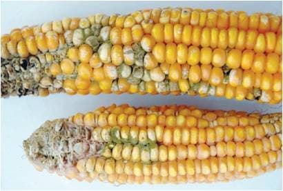University receives machine to control aflatoxin from Mexican government