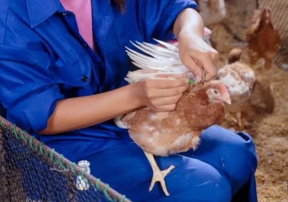 Day 1 to maturity poultry vaccination guide: Why you should never vaccinate sick chickens