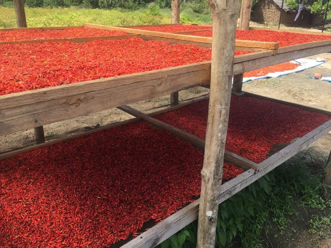 Herbs and spices marketer looking for chilli out-growers to meet local demand