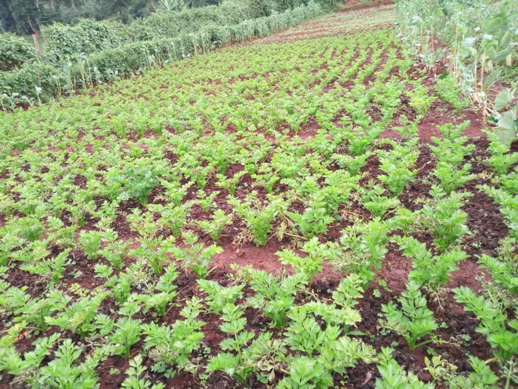 Farmer applies pigs’ manure in celery farming to keep off moles