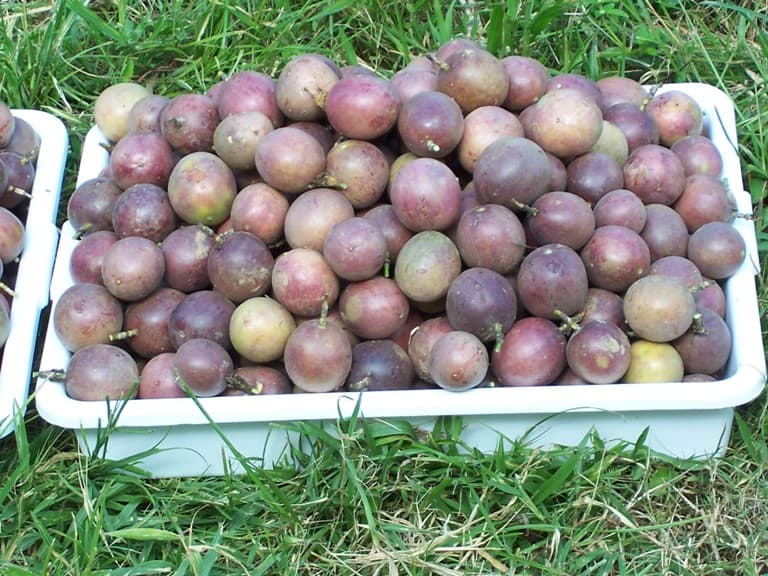 Why Passion fruit exporter is buying produce from Eldoret region