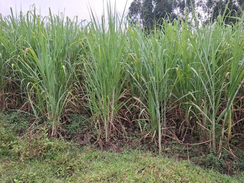 British International Investment Leads Investors in Ksh10 Billion Agribusiness Funding