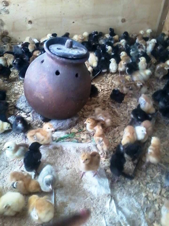 Charcoal chicks brooder for off the grid farmers