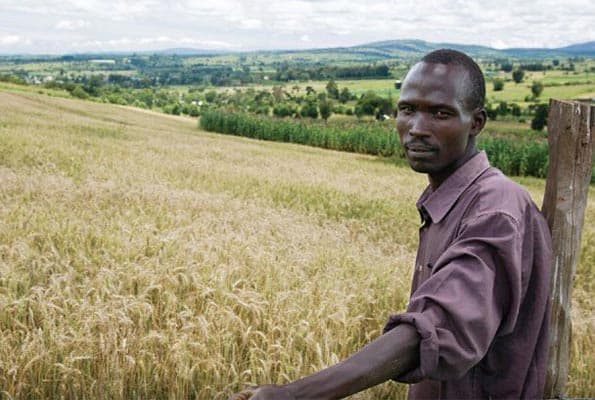 Govt raises wheat prices as farmers blighted by rust and climate