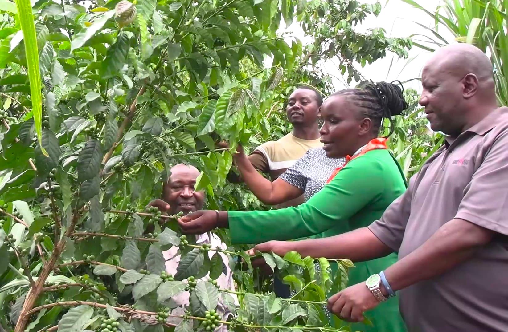 Kirinyaga farmers register record coffee rates