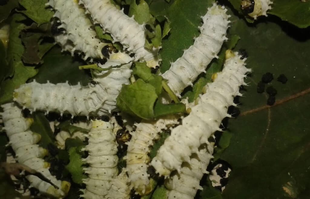 Silkworm feeding on drought weed opens year-round earnings for semi-arid farmers from world’s hottest textile