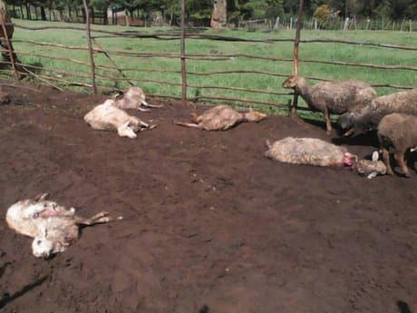 Uasin Gishu farmers decry loss of livestock to mysterious animal