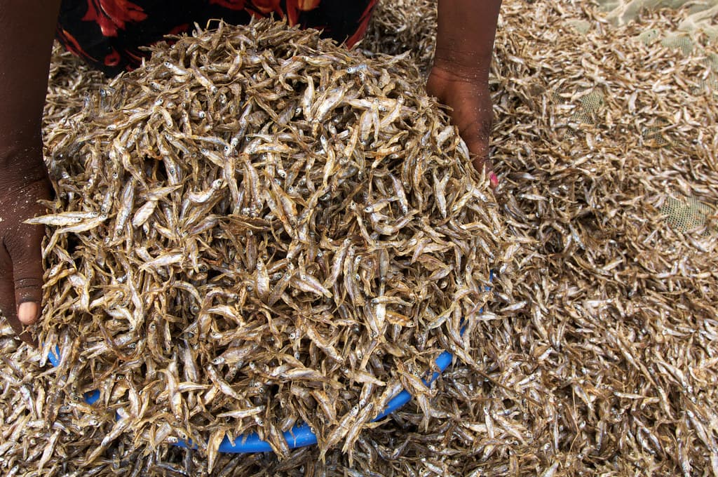 Kenya begins export of omena to China with 52-tonne shipment