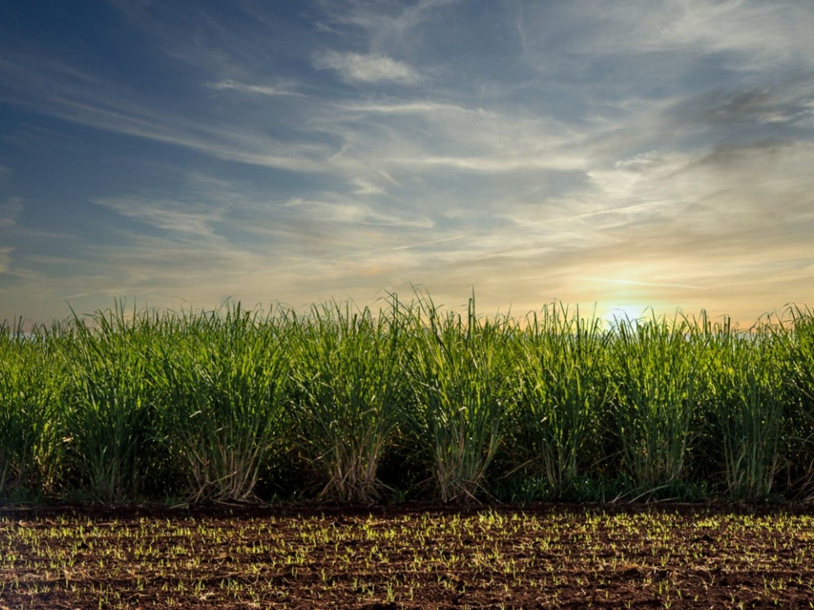 Kipenzi Sugar Plans Sh1.45 Billion Factory in Siaya to Boost Sugar Production