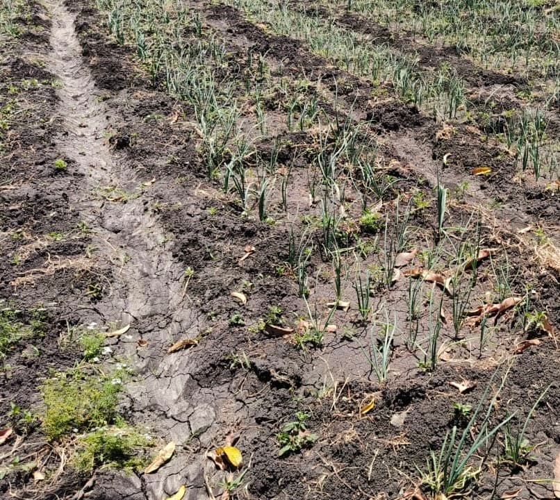 New farmer solves onion water logging with soil shaping