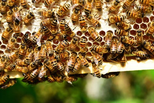 Laikipia farmer shares cure for oxalis and bee poison after five cows die in a day