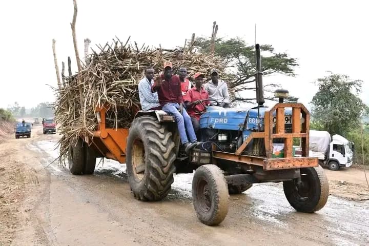 Reforms rekindle hope for sugarcane farmers in Nandi