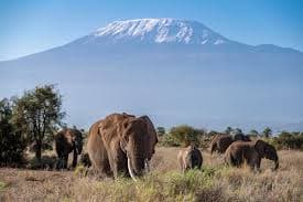 Four suspects arrested over deaths of 18 elephants in Amboseli ecosystem