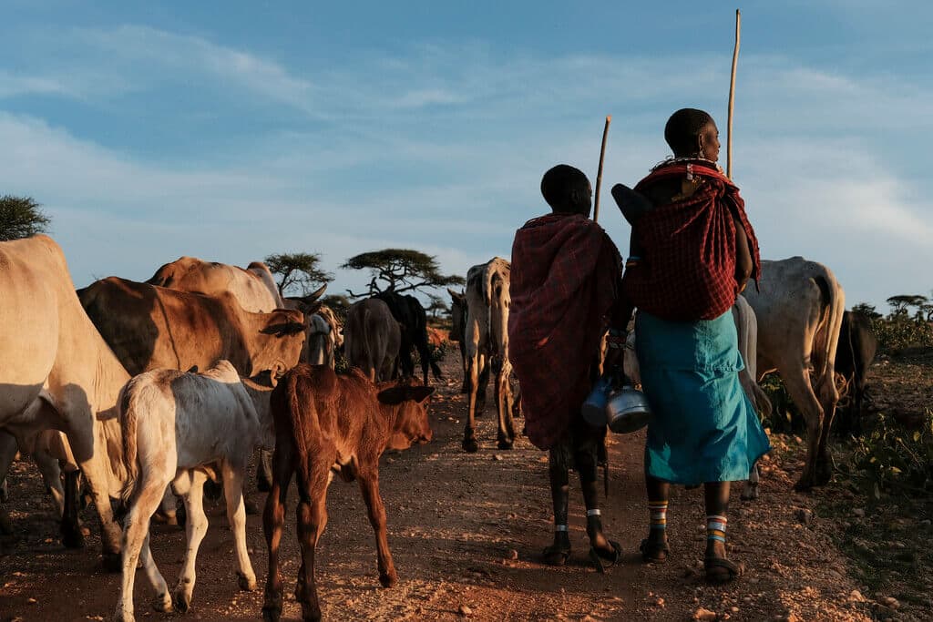 Farmbiz shares 5 pieces of traditional knowledge enabling pastoralists to thrive in Kenya’s harsh rangelands
