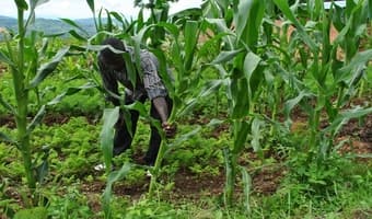 Smallholder farmers bear the brunt of weather change