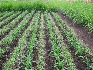 Trap crops keep pests at bay