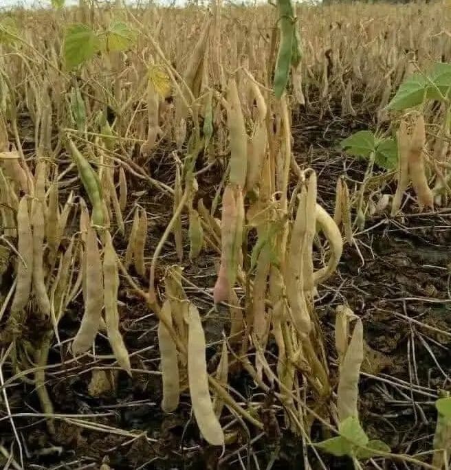 Nandi farmers anticipate bumper beans harvest
