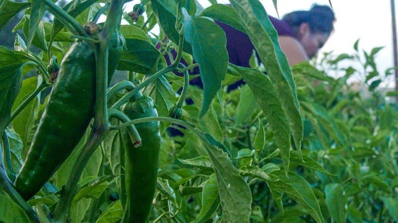 Kenya resumes regular EU chili export after 2-month ban